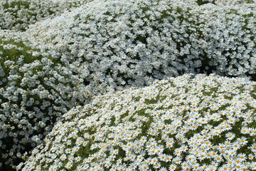 Poster - Flowers in a field in Gran Canaria island