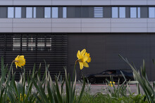 Daffodil In Front Of Business Building