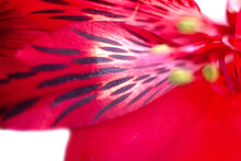 Close Up Red Alstroemeria Flower Petals Texture With Black Spots, Stamens And Pistils, Floral Passion Background
