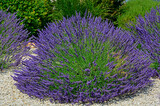 Fototapeta Lawenda - lawenda wąskolistna - lavender - Lavandula angustifolia,  mediterranean garden, ogród prowansalski	