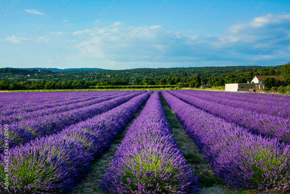 lawenda wąskolistna - lavender	- pole lawendy -Lavandula angustifolia -lavender field - obrazy, fototapety, plakaty 