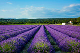 Fototapeta Lawenda - lawenda wąskolistna - lavender	- pole lawendy -Lavandula angustifolia -lavender field,  mediterranean garden, ogród prowansalski	