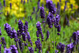 Fototapeta Lawenda - lawenda wąskolistna - lavender	- Lavandula angustifolia