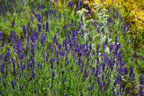 Fototapeta Lawenda - lawenda wąskolistna - lavender	- Lavandula angustifolia - kocanka - Helichrysum 
