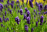 Fototapeta Lawenda - lawenda wąskolistna - lavender	- Lavandula angustifolia