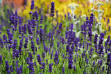Fototapeta Lawenda - lawenda wąskolistna - lavender	- Lavandula angustifolia, kocanka - Helichrysum, lavender on a yellow background