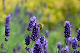 Fototapeta Lawenda - lawenda wąskolistna - lavender	- Lavandula angustifolia - pszczoła na lawendzie - bee