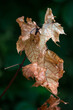 gałązka z uschniętymi brązowymi liścimi