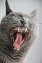 Russian Blue Cat Losing Control And Flipping Out. Funny Cat Expression, Cat Goes Crazy Or Just A Yawning Cat.