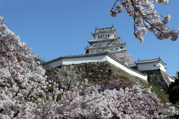 Sticker - 姫路城　満開の桜