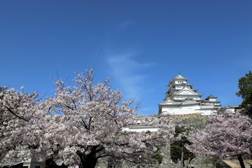 Sticker - 姫路城　満開の桜