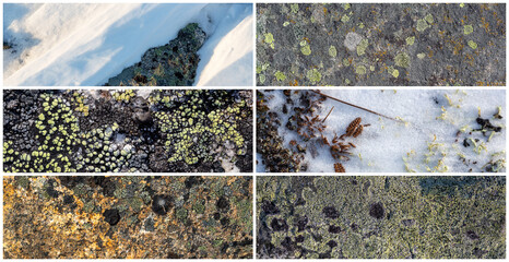 Wall Mural - Set of natural textures. Lichen and stones in the snow. Collection of panoramic natural backgrounds for design. Winter tundra in the Arctic. Nature of Polar region.