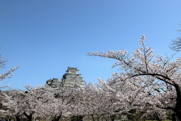 Sticker - 姫路城　満開の桜