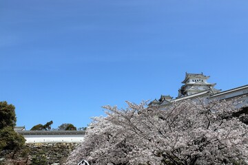 Wall Mural - 姫路城　満開の桜