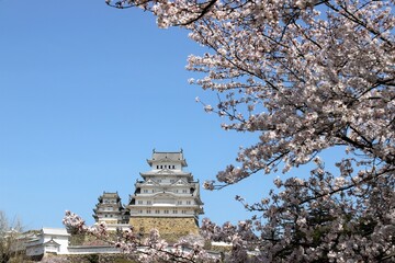 Sticker - 姫路城　満開の桜