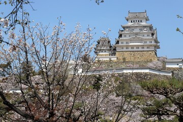 Sticker - 姫路城　満開の桜