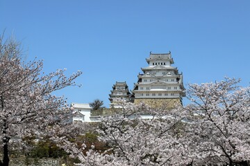 Sticker - 姫路城　満開の桜