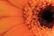 canvas print picture - orange gerber daisy