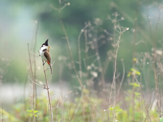 Wall Mural - The red-whiskered bulbul (Pycnonotus jocosus), or crested bulbul, is a passerine bird found in Asia. It is a member of the bulbul family. it contain two to three eggs.it is only found in a small area.