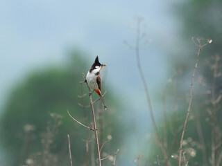 Wall Mural - The red-whiskered bulbul (Pycnonotus jocosus), or crested bulbul, is a passerine bird found in Asia. It is a member of the bulbul family. it contain two to three eggs.it is only found in a small area.