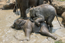 Baby Asian Elephants Playing In The Mud