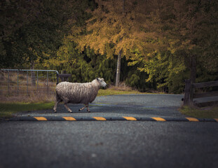 Lamb crossing road , New Zealand Sheep 