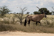 South African oryx in Kgalagadi kalahari, South Africa during summer.