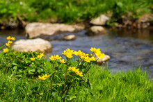 Marsh Marigold Flowering On A Meadow At A Stream