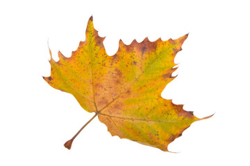 Sticker - autumn maple leaves isolated