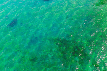 Wall Mural - Texture of turquoise surface of water in the sea