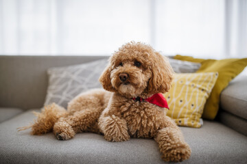 Wall Mural - Portrait of a cute brown toy poodle at home, daytime, indoors.