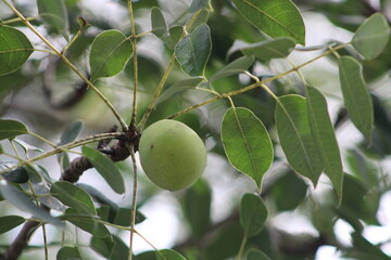 South African marula tree fruits