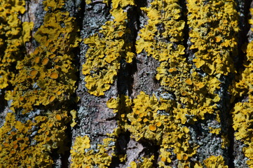 Wall Mural - Yellow lichen on the bark of a tree. Background image.