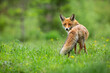 Beautiful red fox, vulpes vulpes, with fluffy tail standing and facing camera