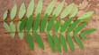 Black wood cassia(senna seamea)leaf with board background