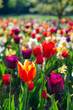 Spring madness. Bright and colorfull blossoming flowers in the sunny park