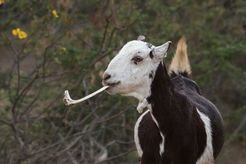 goat feeding on a bone