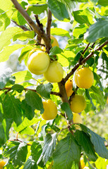 Poster - Plum tree with ripe plum fruit.