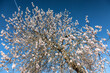 Almond tree blosson at the german wine route