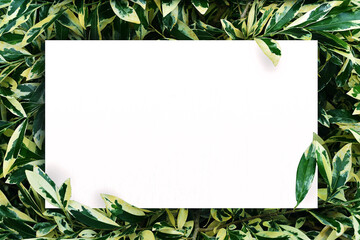 Sticker - white paper on green leaf background with center free space for montage text or product