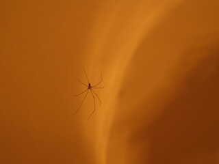 spider on the ground