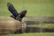 Crow flying from a pool of water