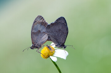 Two butterflies Maniola jurtina  mate to continue the race