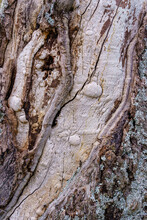 Texture Of Very Old Tree Trunk, Wood And Bark Of The Tree In An Abstract Way.