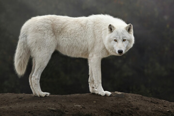 arctic wolf standing on a hill and looking at the camera, canis lupus arctos, polar wolf or white wo