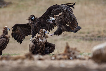 Poster - Cinereous Vulture, (Aegypius monachus) flight from rock in natural environment. Wild life.