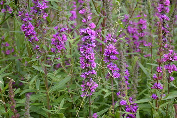 Wall Mural - Closeup Lythrum virgatum known as European wand loosestrife with blurred background in summer garden