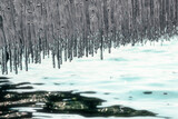 Fototapeta  -  bord du lac gelé