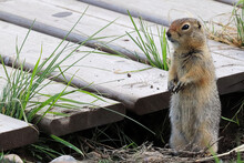Side View Of A Ground Squirrel Sitting Beside A Boardwalk