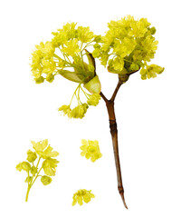 Wall Mural - Young blooming spring maple  branch isolated on white. Maple flowers